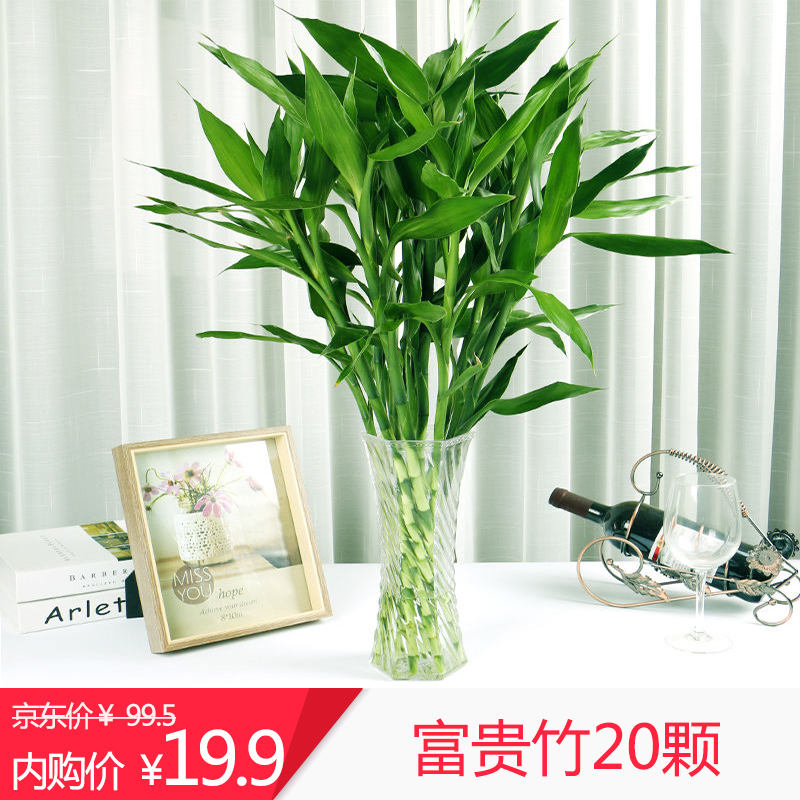 【限时特价】室内绿植花卉富贵竹60厘米高 20棵