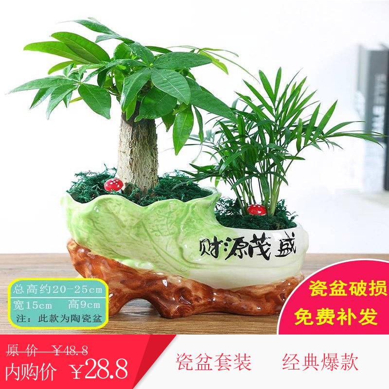 人财两旺【发财树 罗汉松 陶瓷盆】