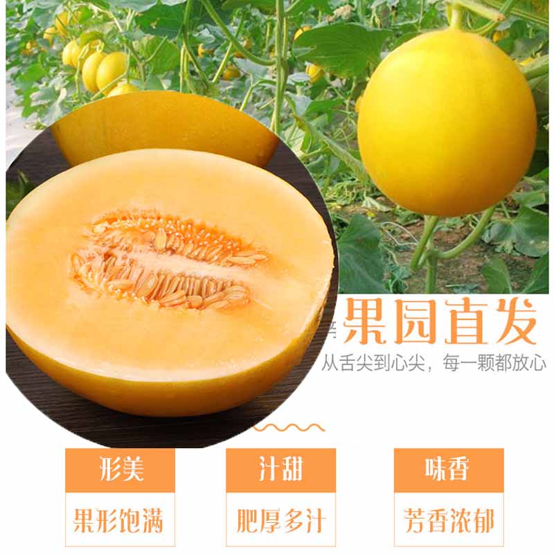 黄河蜜瓜10斤 黄金蜜瓜哈密瓜当季新鲜水果
