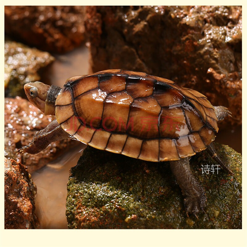 [招财纳福]纯种南石龟 活体